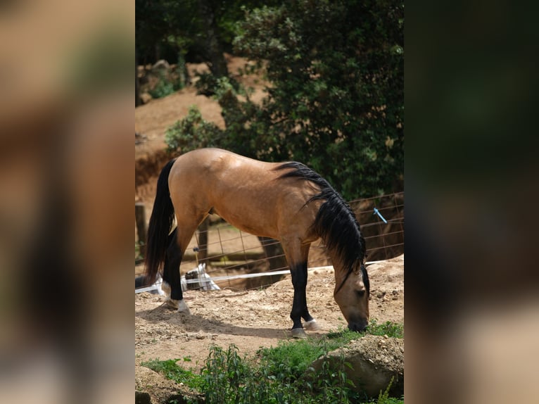 PRE Croisé Étalon 4 Ans 160 cm Isabelle in Hamburg