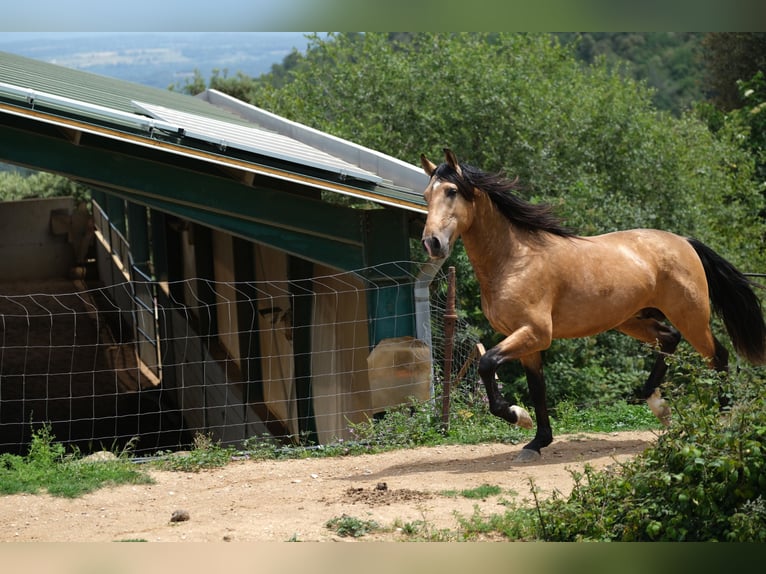 PRE Croisé Étalon 4 Ans 160 cm Isabelle in Hamburg