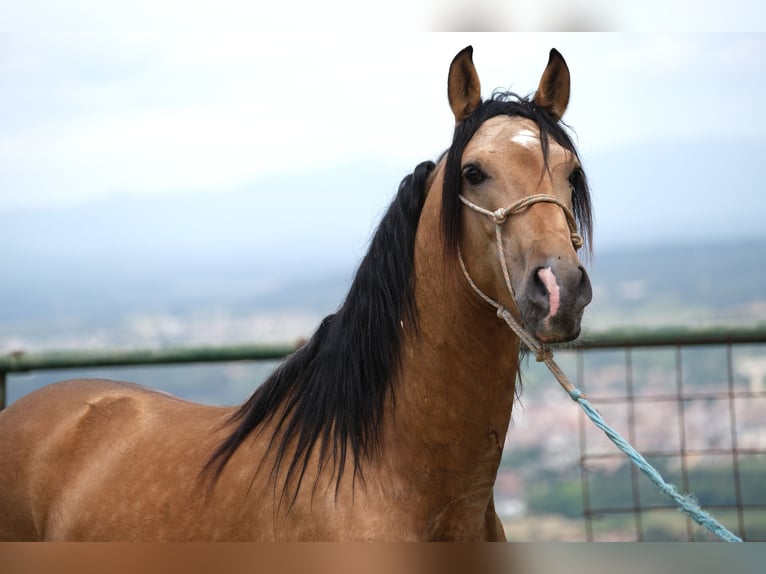 PRE Croisé Étalon 4 Ans 160 cm Isabelle in Hamburg