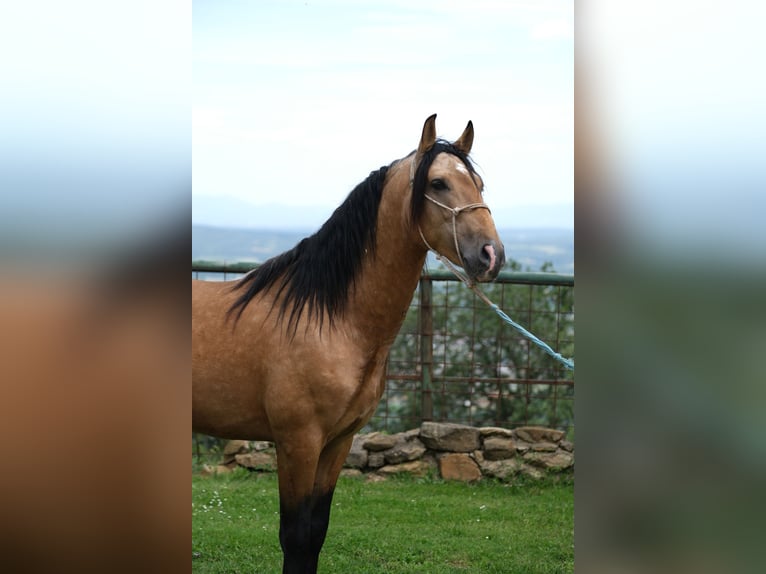 PRE Croisé Étalon 4 Ans 160 cm Isabelle in Hamburg