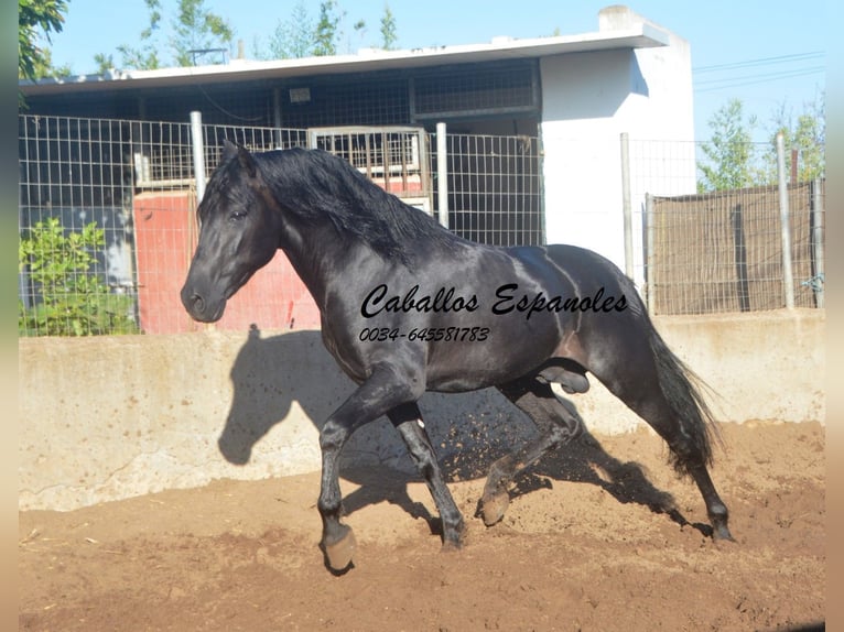 PRE Étalon 4 Ans 160 cm Noir in Vejer de la Frontera