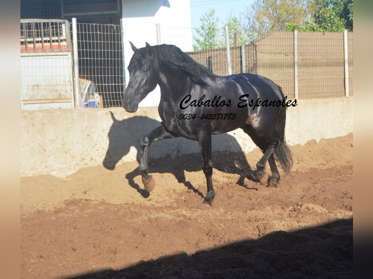 PRE Étalon 4 Ans 160 cm Noir in Vejer de la Frontera
