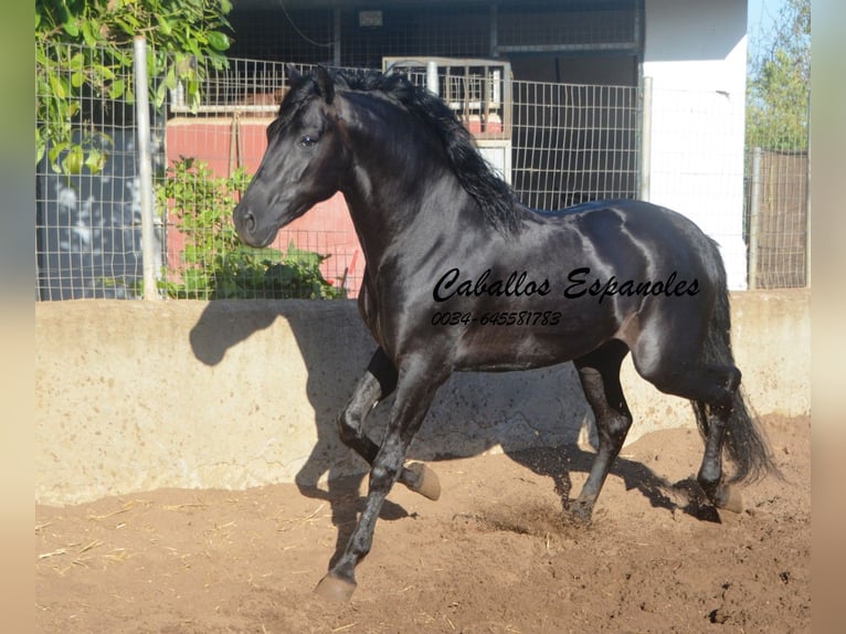 PRE Étalon 4 Ans 160 cm Noir in Vejer de la Frontera