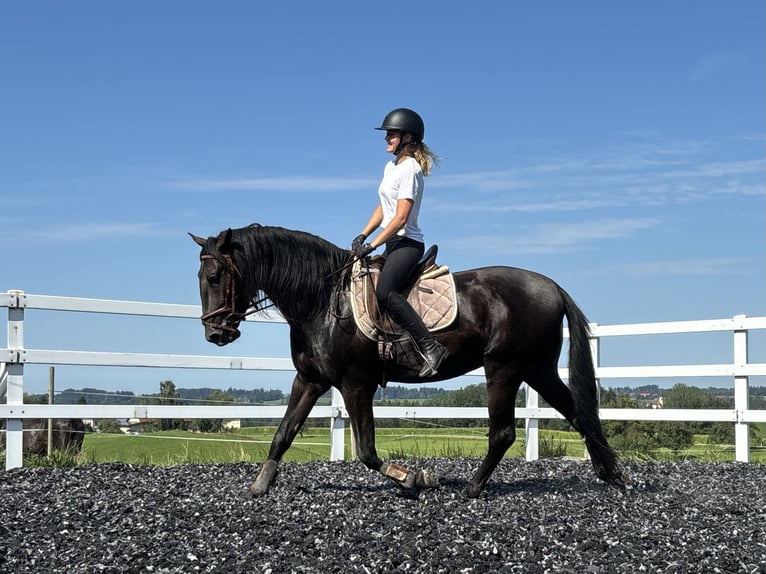 PRE Étalon 4 Ans 160 cm Noir in Sigmarszell