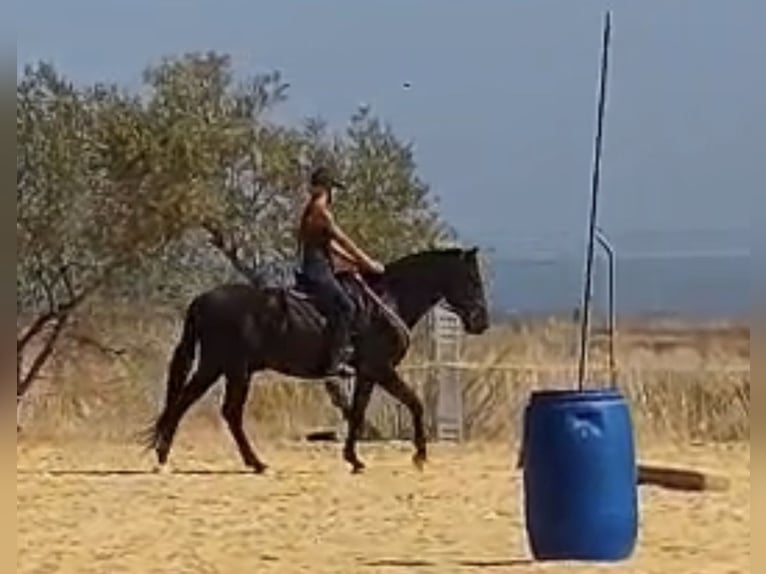 PRE Croisé Étalon 4 Ans 160 cm Noir in Carmona