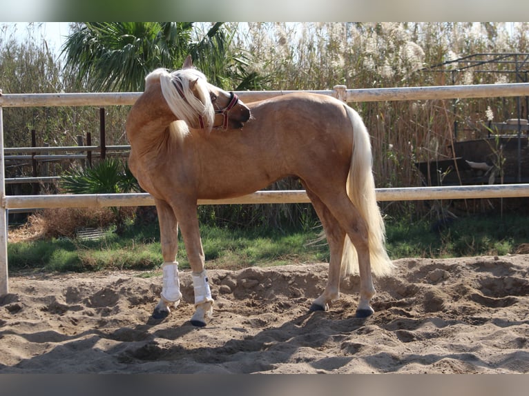 PRE Croisé Étalon 4 Ans 160 cm Palomino in Almerimar