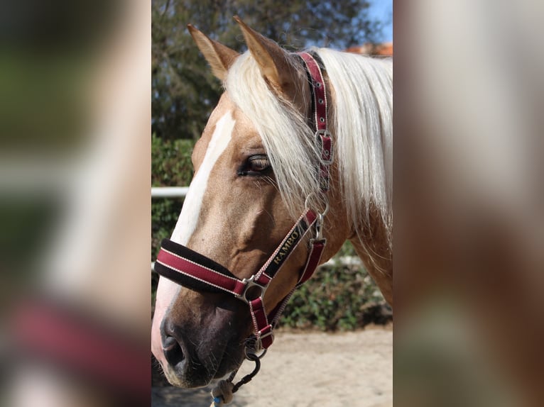 PRE Croisé Étalon 4 Ans 160 cm Palomino in Almerimar