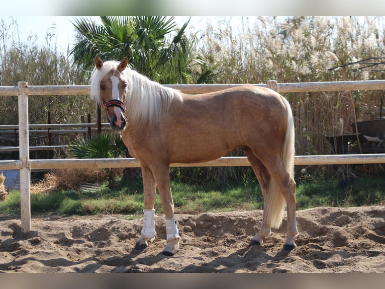 PRE Croisé Étalon 4 Ans 160 cm Palomino in Almerimar