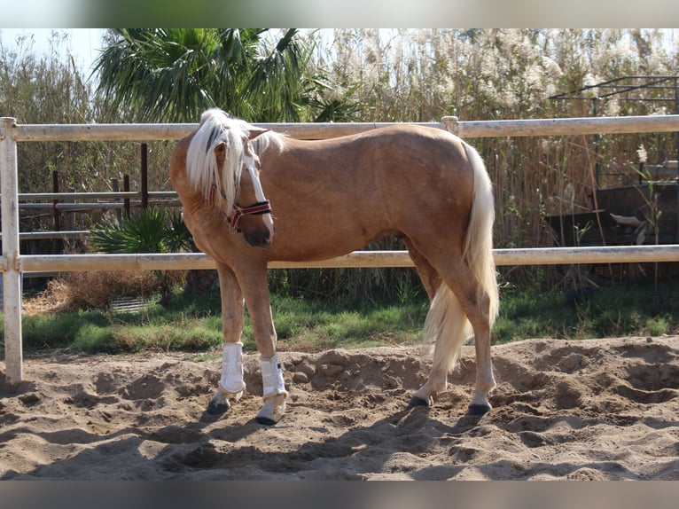 PRE Croisé Étalon 4 Ans 160 cm Palomino in Almerimar