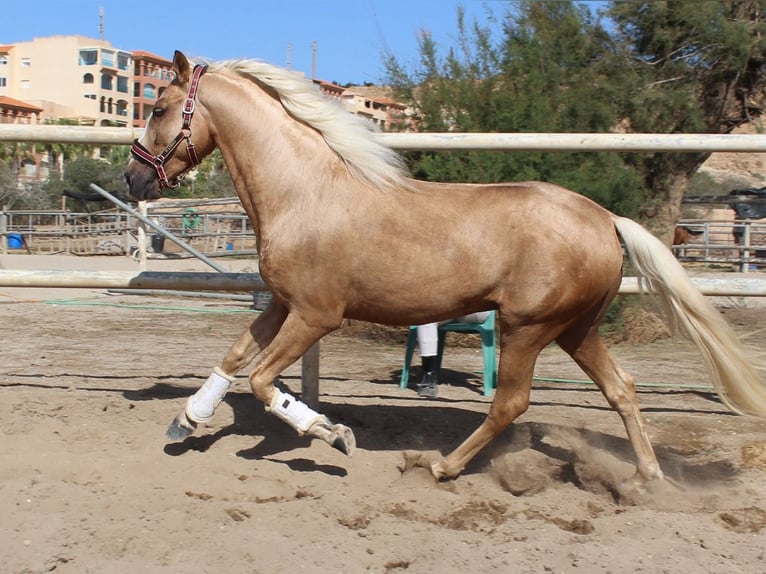 PRE Croisé Étalon 4 Ans 160 cm Palomino in Almerimar