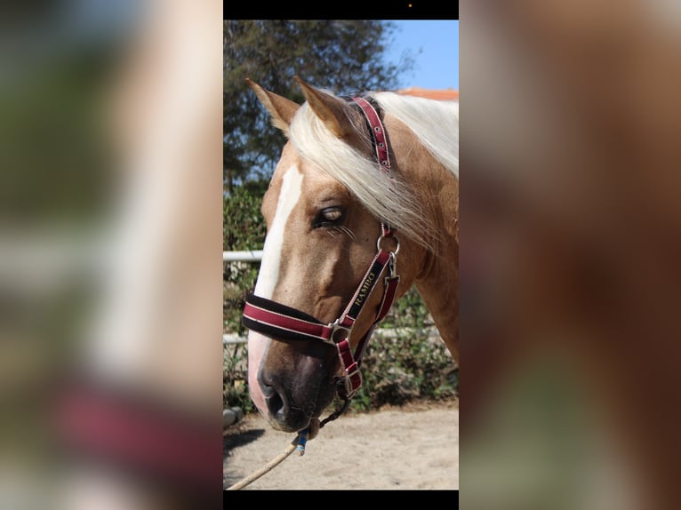 PRE Croisé Étalon 4 Ans 160 cm Palomino in Almerimar