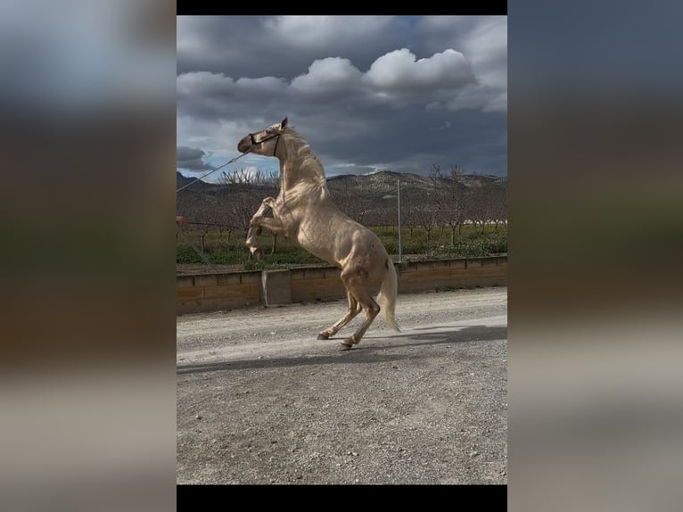 PRE Étalon 4 Ans 160 cm Palomino in Valderrubio