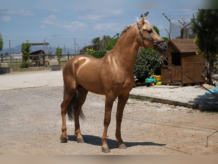 PRE Croisé Étalon 4 Ans 160 cm Palomino in Hamburg