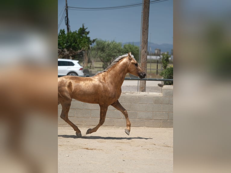 PRE Croisé Étalon 4 Ans 160 cm Palomino in Hamburg