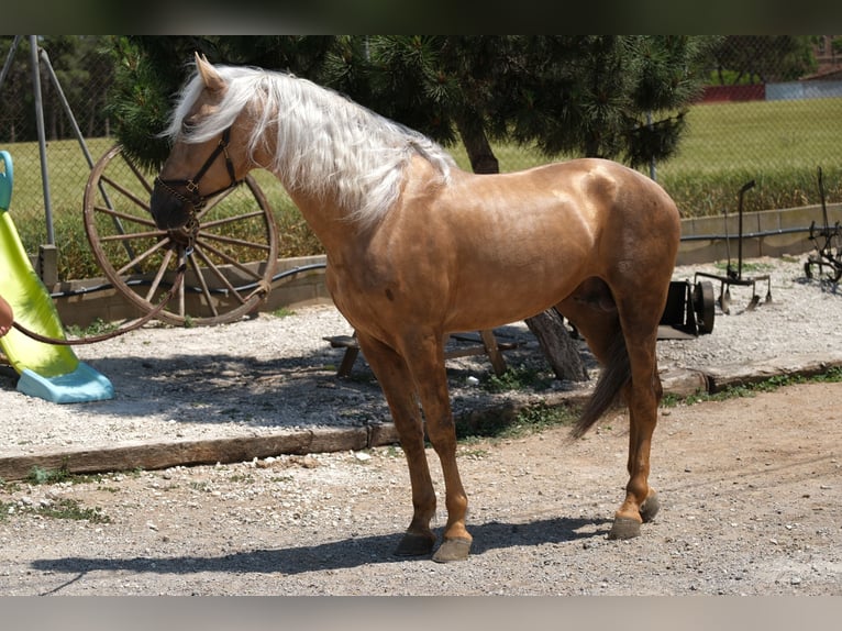 PRE Croisé Étalon 4 Ans 160 cm Palomino in Hamburg