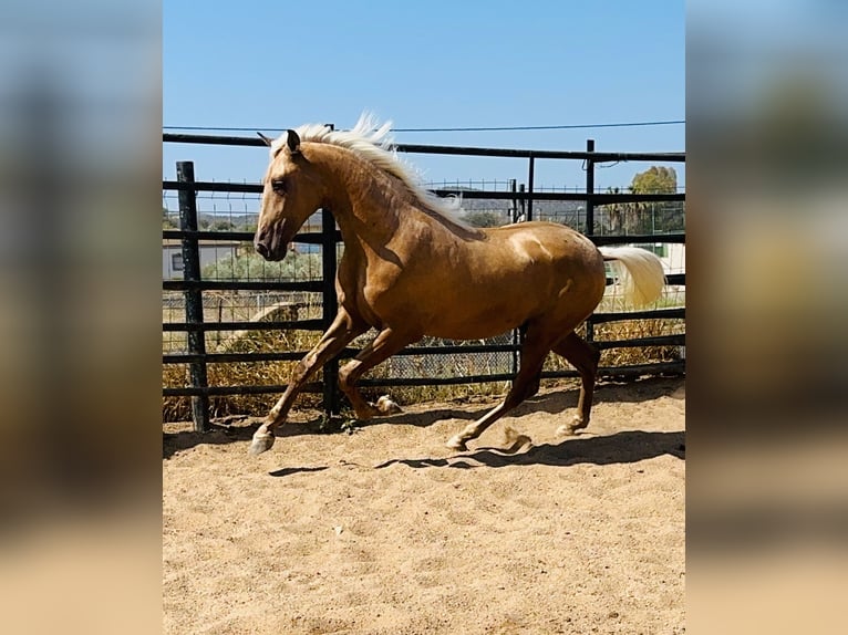 PRE Croisé Étalon 4 Ans 160 cm Palomino in Rafelguaraf