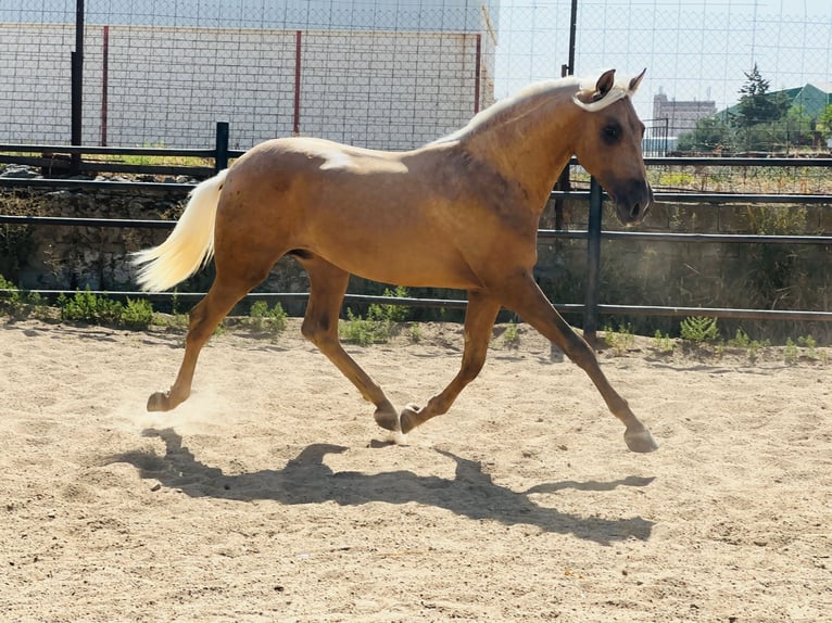 PRE Croisé Étalon 4 Ans 160 cm Palomino in Rafelguaraf