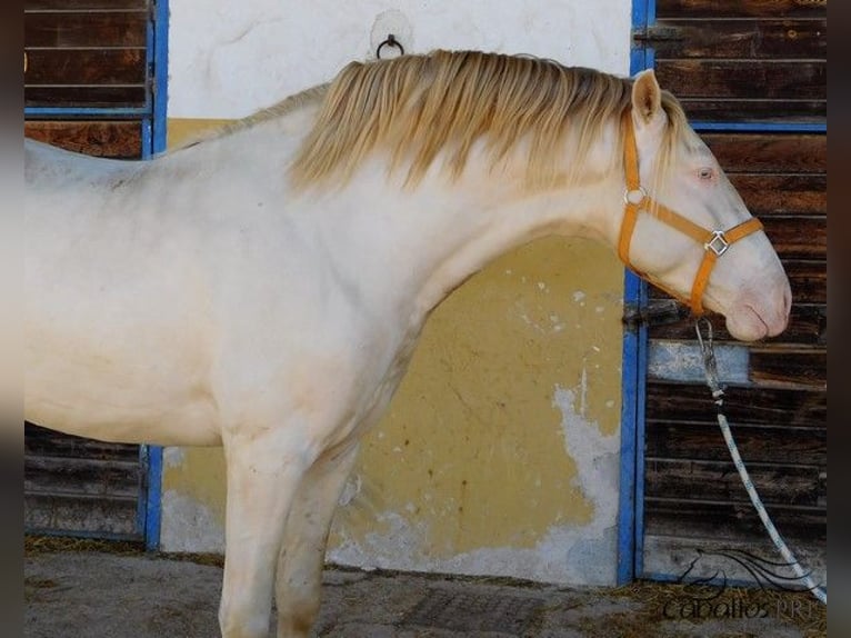 PRE Étalon 4 Ans 160 cm Perlino in Alicante