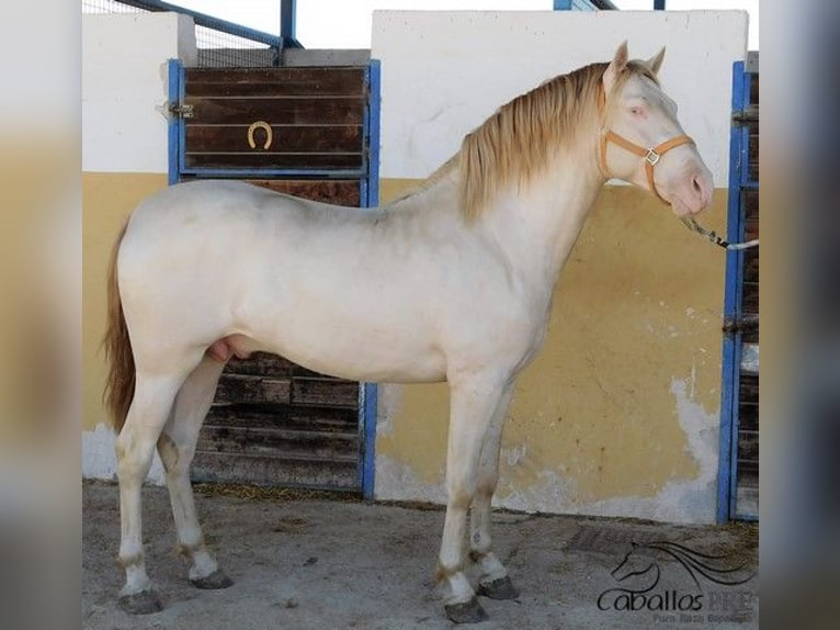 PRE Étalon 4 Ans 160 cm Perlino in Alicante