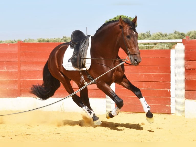 PRE Croisé Étalon 4 Ans 161 cm Bai in Provinz Cordoba