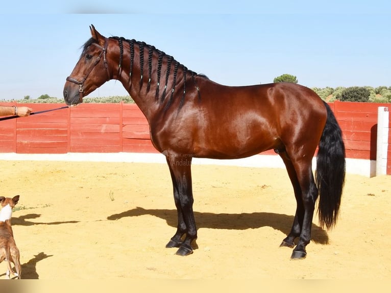 PRE Croisé Étalon 4 Ans 161 cm Bai in Provinz Cordoba