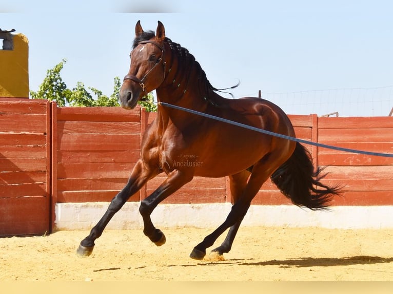 PRE Croisé Étalon 4 Ans 161 cm Bai in Provinz Cordoba