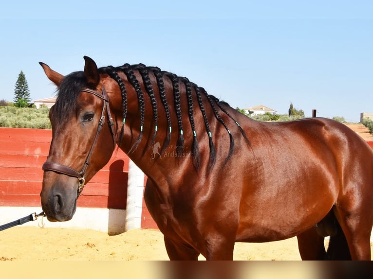 PRE Croisé Étalon 4 Ans 161 cm Bai in Provinz Cordoba