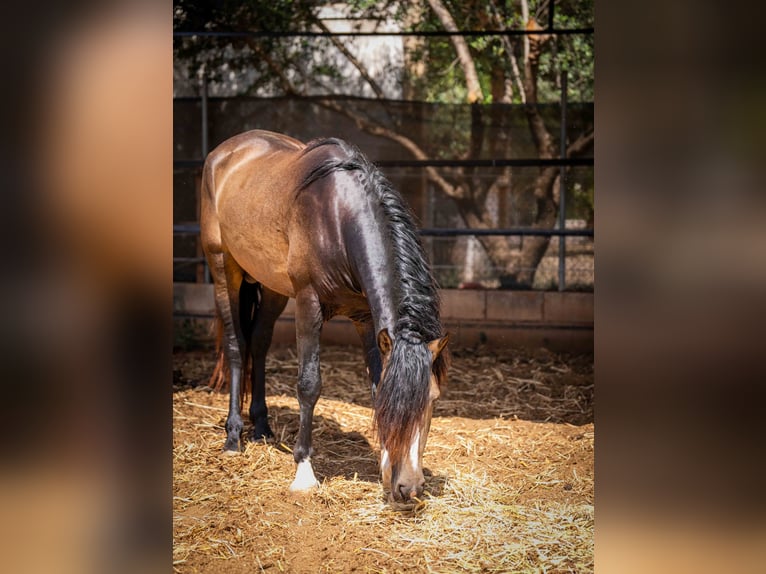 PRE Étalon 4 Ans 161 cm Buckskin in Rafelguaraf