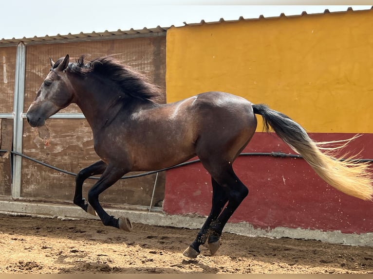 PRE Étalon 4 Ans 161 cm Gris (bai-dun) in EL PALMAR