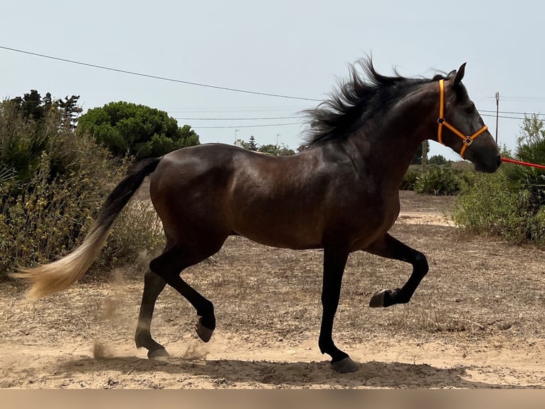 PRE Étalon 4 Ans 161 cm Gris (bai-dun) in EL PALMAR