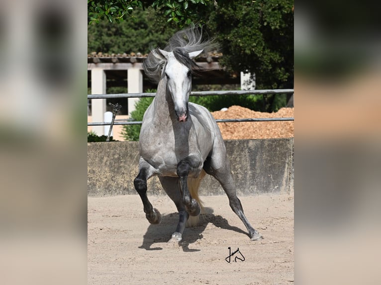 PRE Étalon 4 Ans 161 cm Gris in Alcudia