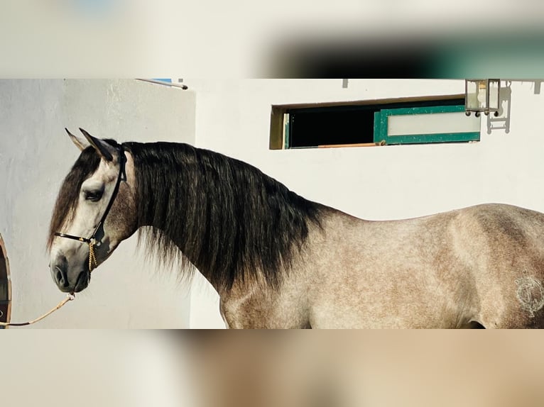 PRE Croisé Étalon 4 Ans 161 cm Gris pommelé in Martfeld