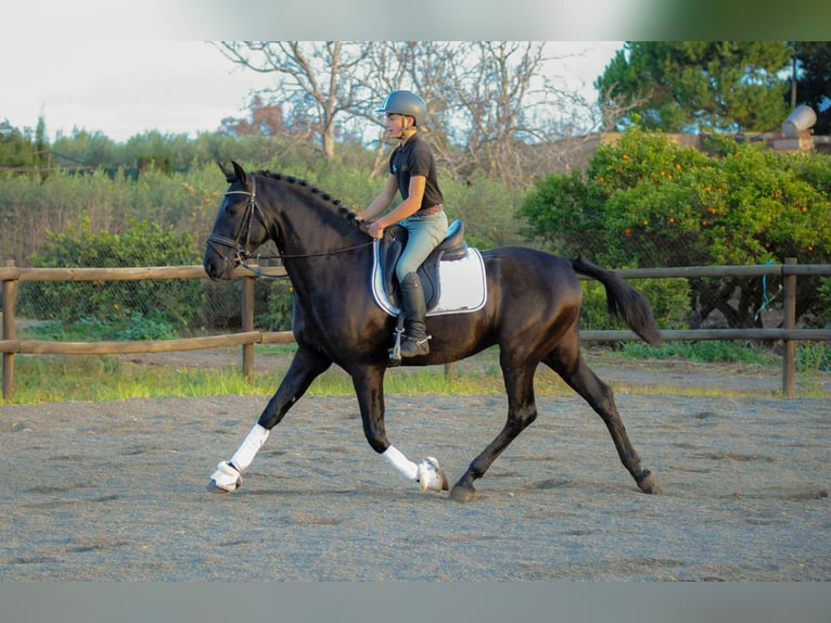 PRE Étalon 4 Ans 161 cm Noir in Valls