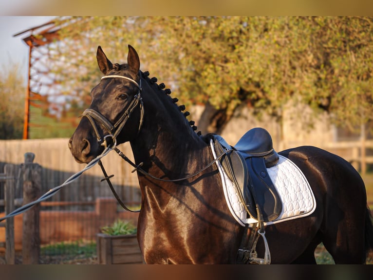 PRE Étalon 4 Ans 161 cm Noir in Valls