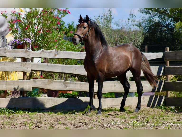 PRE Étalon 4 Ans 161 cm Peut devenir gris in Polenz