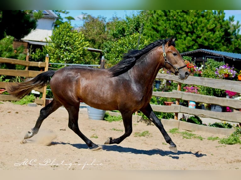 PRE Étalon 4 Ans 161 cm Peut devenir gris in Polenz