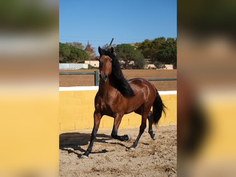 PRE Croisé Étalon 4 Ans 162 cm Bai cerise in Hamburg