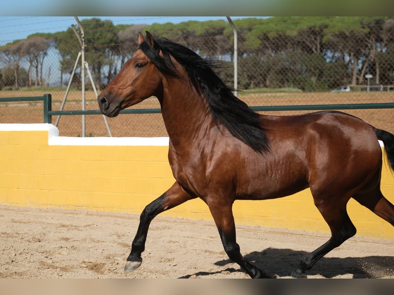 PRE Croisé Étalon 4 Ans 162 cm Bai cerise in Hamburg