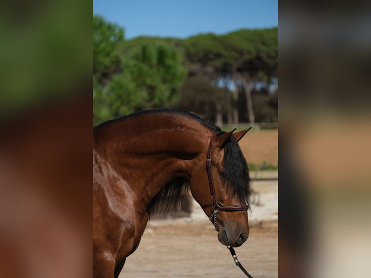 PRE Croisé Étalon 4 Ans 162 cm Bai cerise in Hamburg