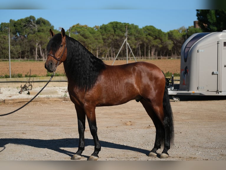 PRE Croisé Étalon 4 Ans 162 cm Bai cerise in Hamburg