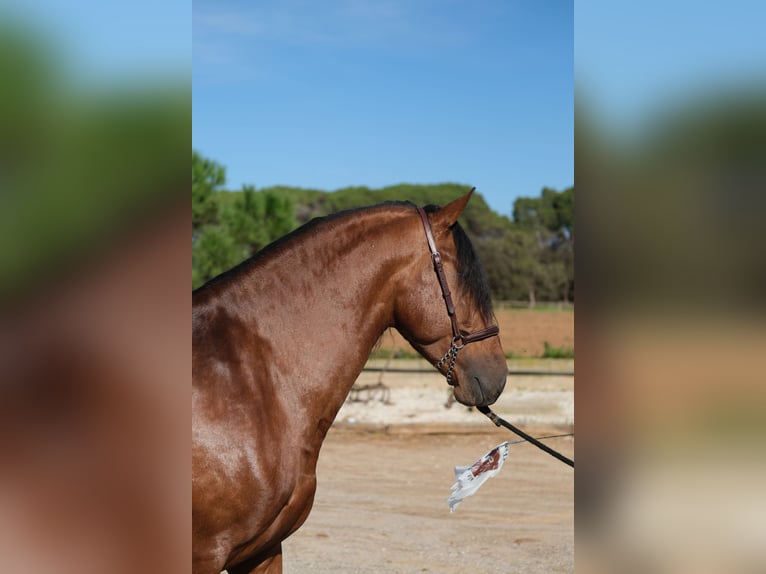 PRE Croisé Étalon 4 Ans 162 cm Bai cerise in Hamburg