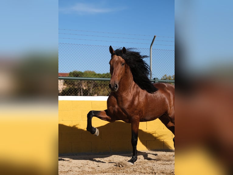 PRE Croisé Étalon 4 Ans 162 cm Bai cerise in Hamburg