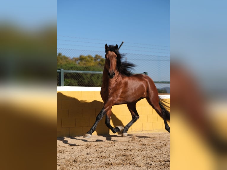 PRE Croisé Étalon 4 Ans 162 cm Bai cerise in Hamburg