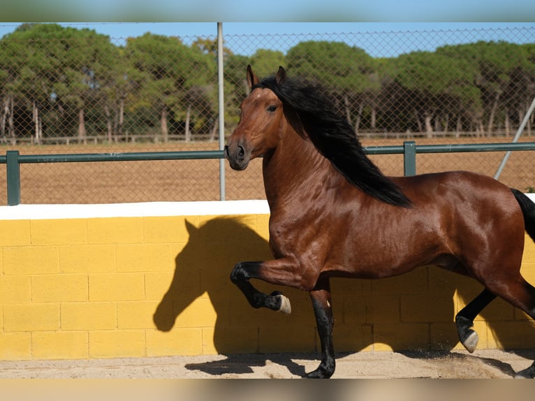 PRE Croisé Étalon 4 Ans 162 cm Bai cerise in Hamburg