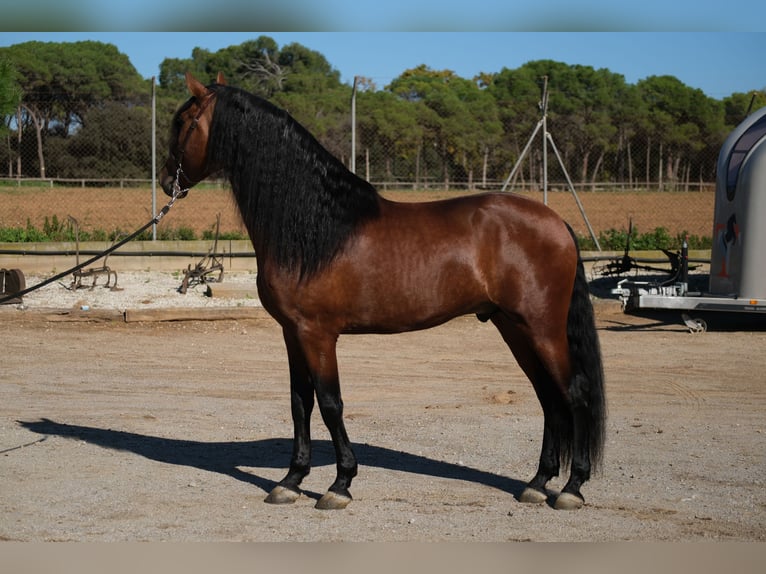 PRE Croisé Étalon 4 Ans 162 cm Bai cerise in Hamburg