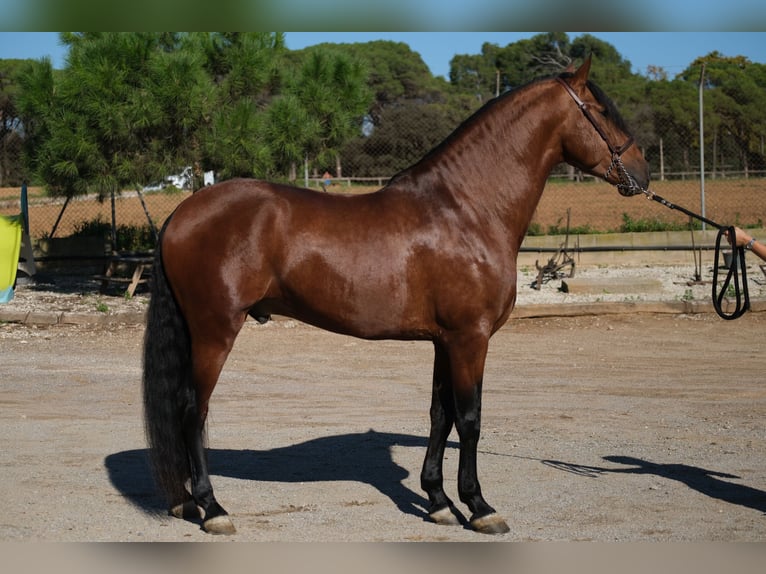 PRE Croisé Étalon 4 Ans 162 cm Bai cerise in Hamburg