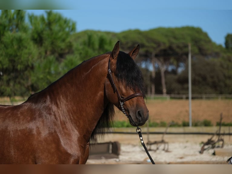 PRE Croisé Étalon 4 Ans 162 cm Bai cerise in Hamburg