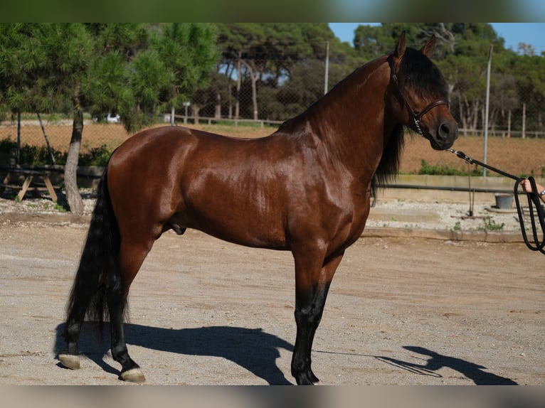 PRE Croisé Étalon 4 Ans 162 cm Bai cerise in Hamburg