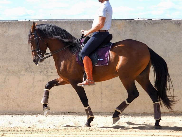 PRE Croisé Étalon 4 Ans 162 cm Bai cerise in NAVAS DEL MADRONO