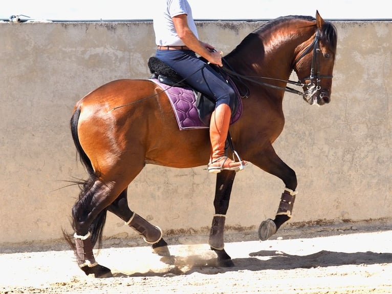 PRE Croisé Étalon 4 Ans 162 cm Bai cerise in NAVAS DEL MADRONO